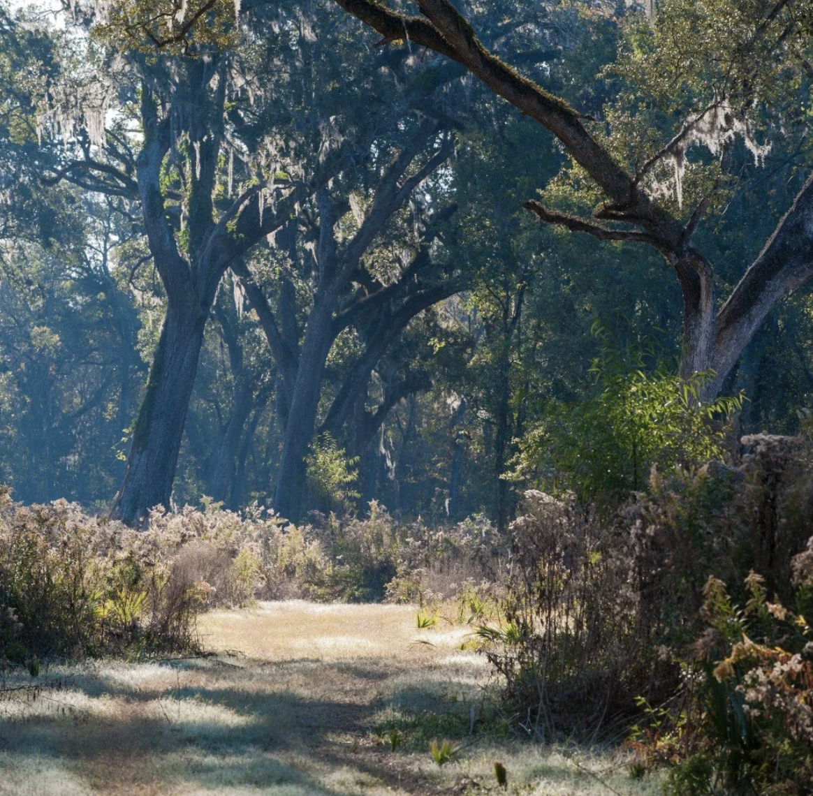 The Preserve at Harveston — ancient live oaks draped in Spanish moss, morning light