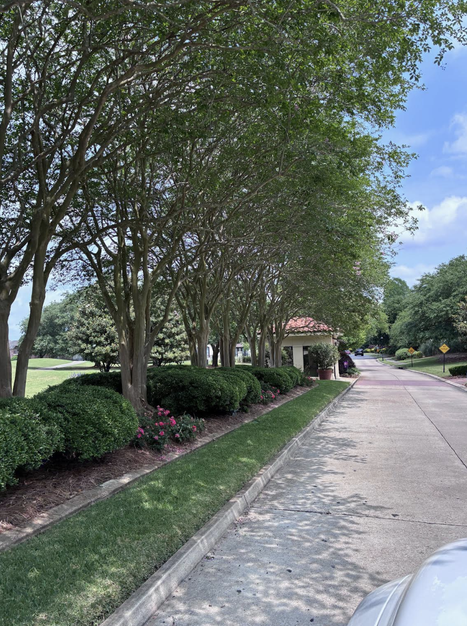 Tree-lined boulevard leading into University Club