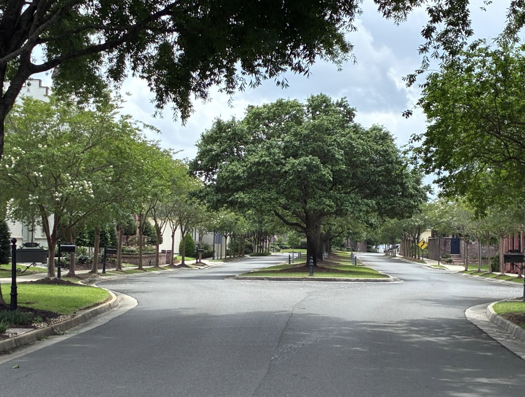 Willow Grove tree-canopied boulevard in summer — lush oak canopy overhead