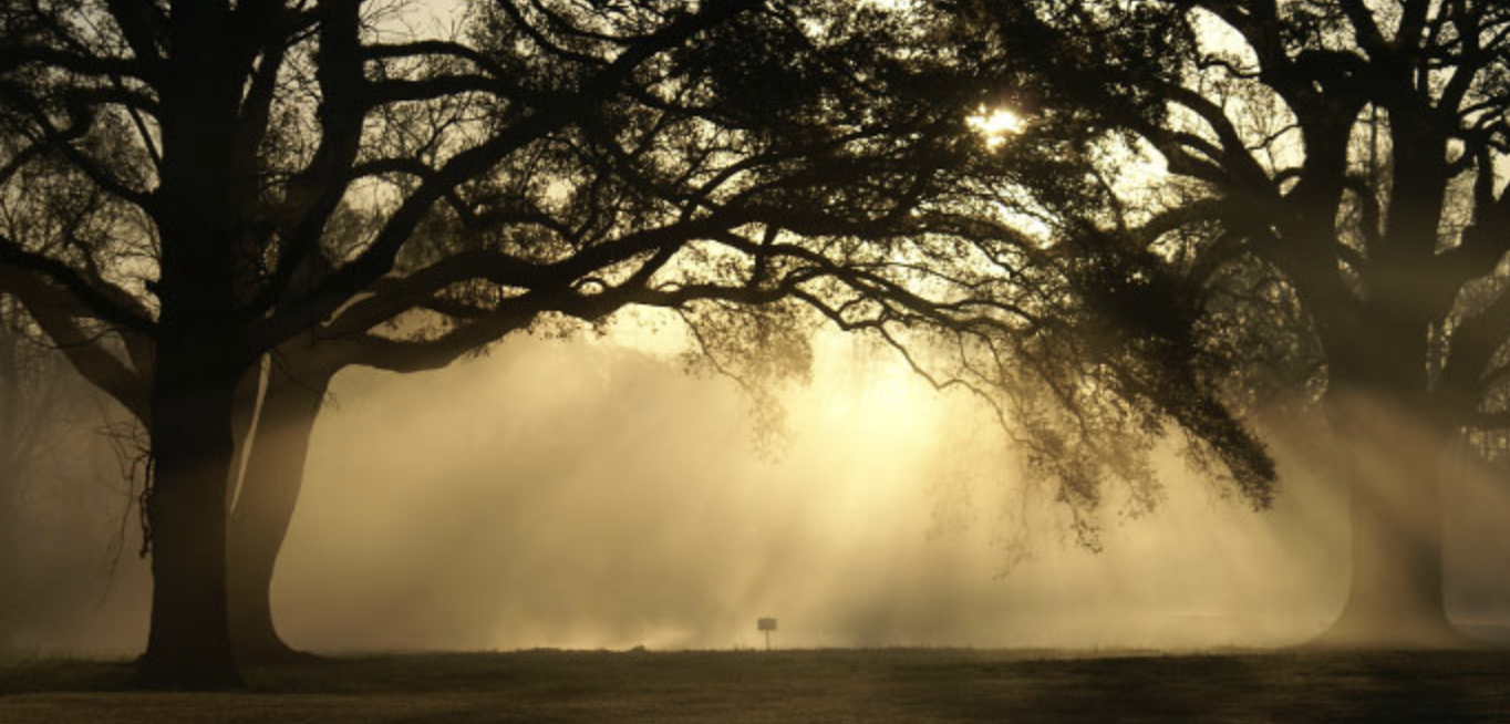 The Settlement at Willow Grove — golden morning mist through ancient live oaks